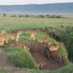 Group of lions in Ngorongoro crater