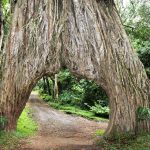 Arusha national park famous fig tree