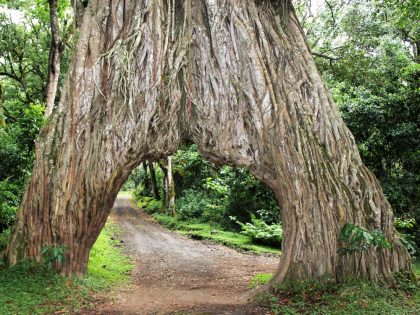 Arusha national park famous fig tree