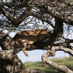 Tree climbing lion in Tarangire national park