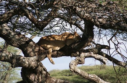 Tree climbing lion in Tarangire national park