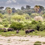 Group of elephants walking in Tarangire national park