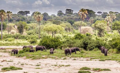 Group of elephants walking in Tarangire national park