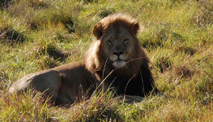 Safari FAQ