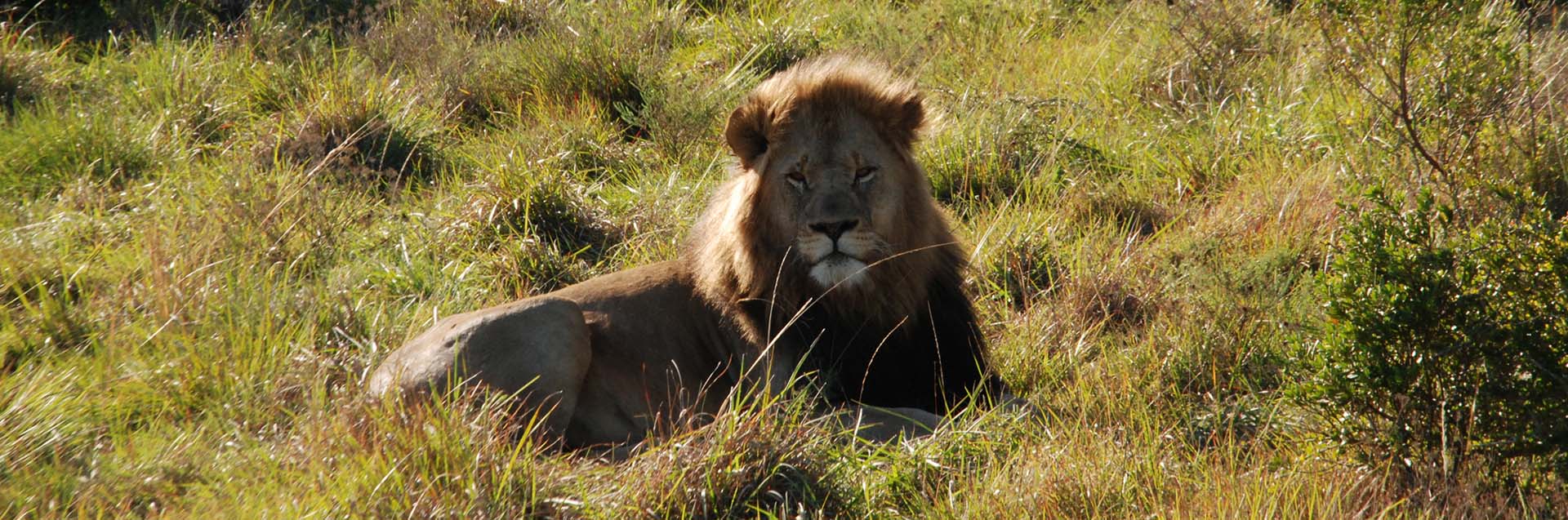 Safari FAQ