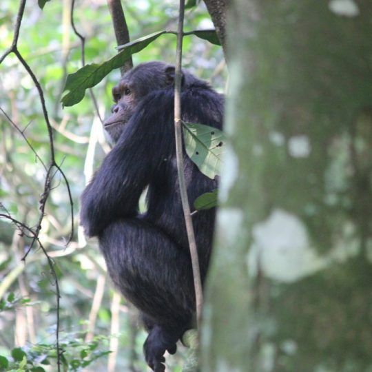 Chimp Tracking in Kalinzu