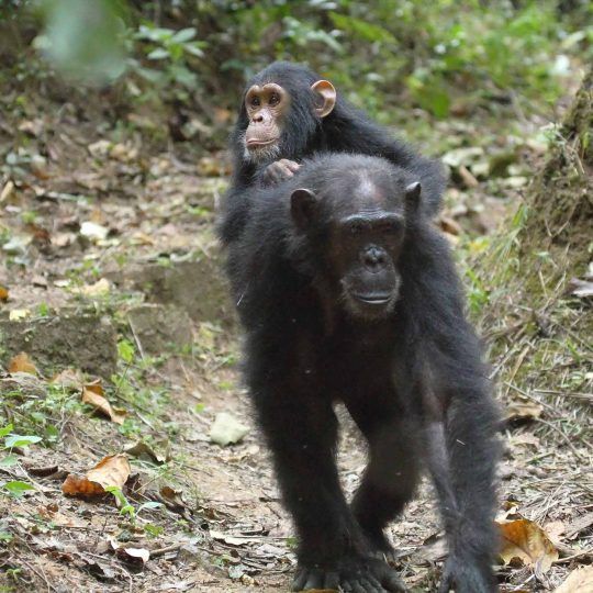 Young chimpanzee (Pan troglodytes) on the back of his mother in Gombe Stream National Park, Tanzania