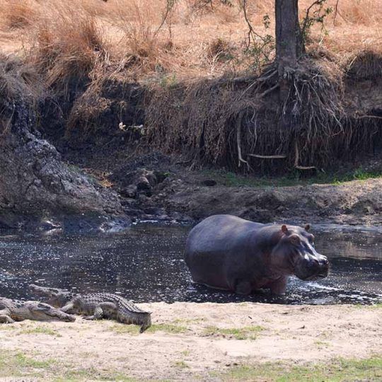 26177939 - hippo
