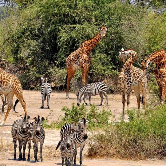 Giraffe in the wild