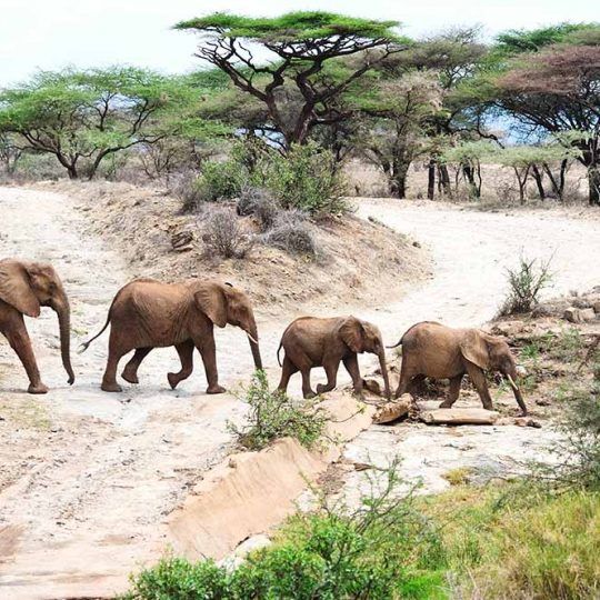 12296062 - african elephant in the wild,tanzania