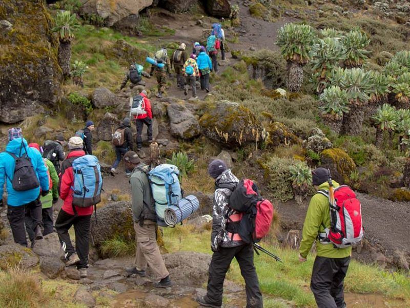 7 days Kilimanjaro Climb - Machame Route