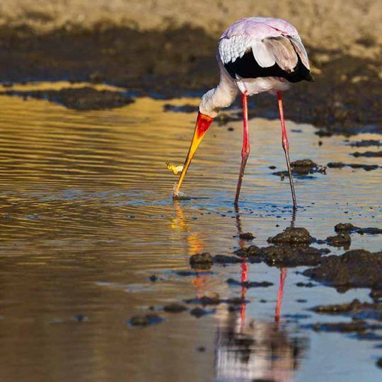 Mahale Mountains National Park (14)
