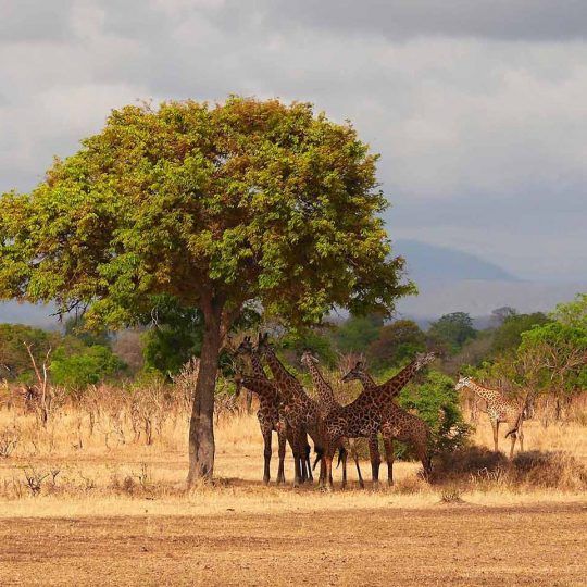 10509497 - giraffes in mikumi national park in tanzania