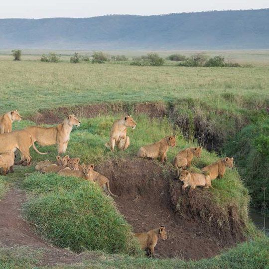 Ngorongoro 2a
