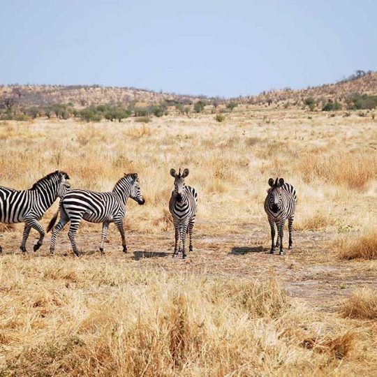 One day of safari in Tanzania - Africa - Zebras