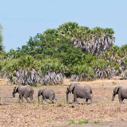 21438734 - family of elephants walking in the bushland of tanzania - national park selous game reserve