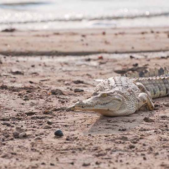 21438620 - crocodile in the national park selous game reserve in tanzania