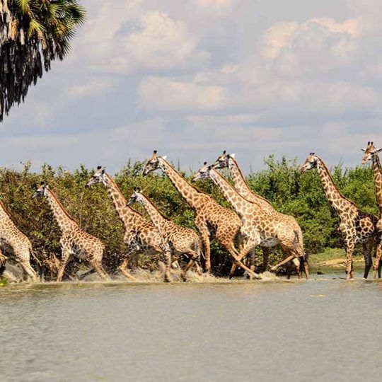 Selous 3