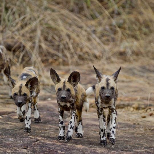 Selous-wild-dogs (Medium)