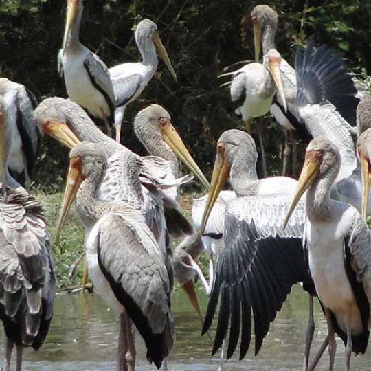Udzungwa Mountains 3