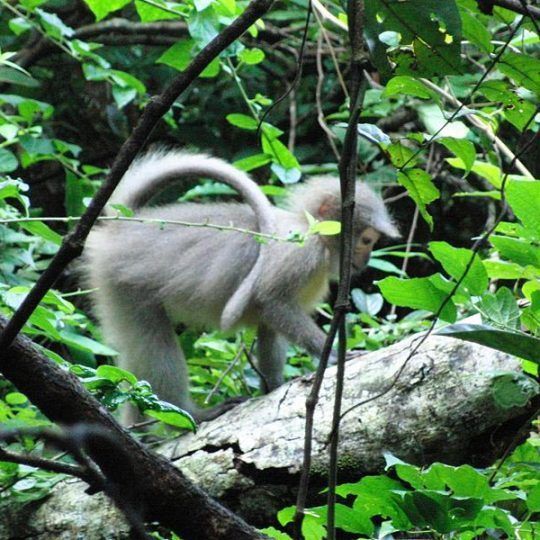Udzungwa_mountains-2