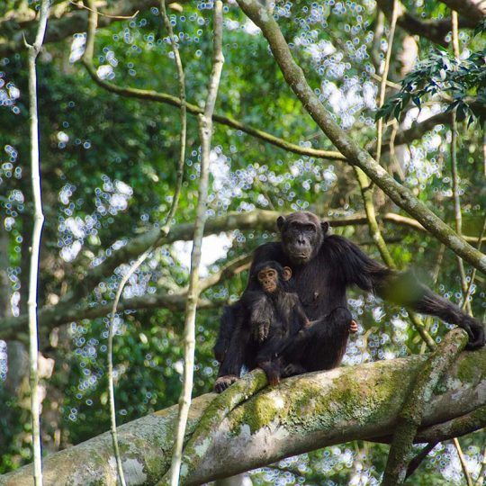 chimps 1