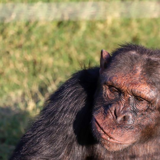chimps 2 (2)