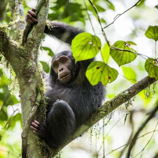 Close up portrait of chimpanzee ( Pan troglodytes ) resting on the tree in the jungle. Kibale forest in Uganda