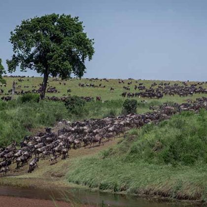 great migration 6