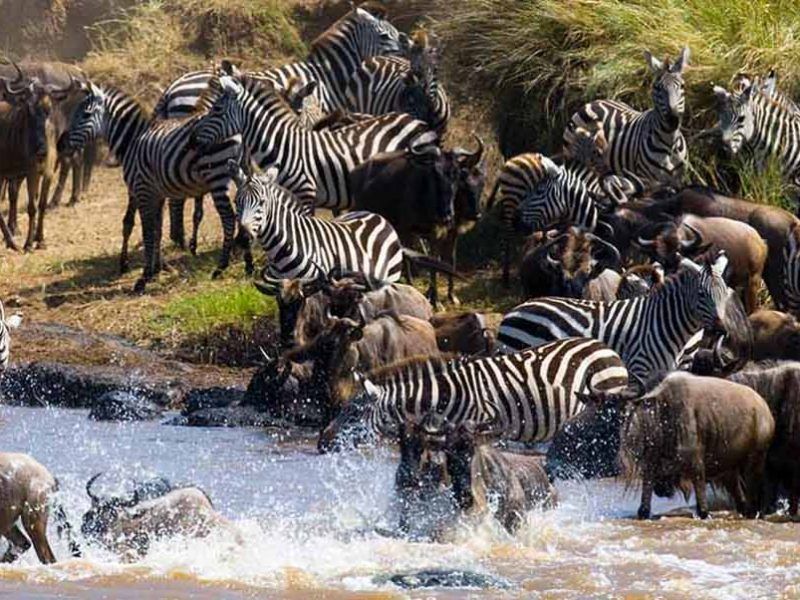 7 Days Wildebeest Migration Western Corridor