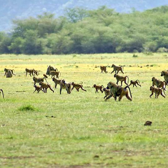 manyara 2 (2)