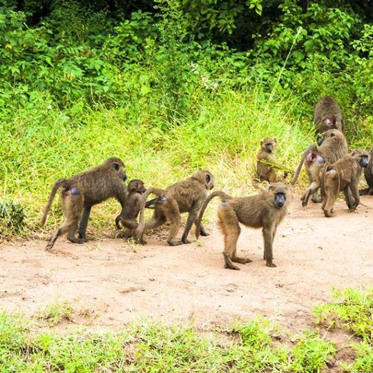 manyara (3)