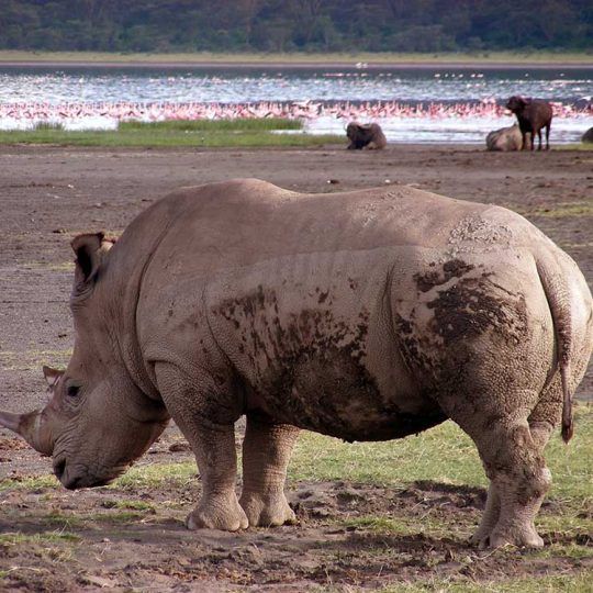 manyara 3a