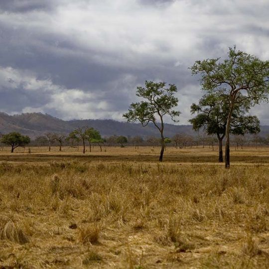 14387358 - savannah in mikumi national park, tanzania