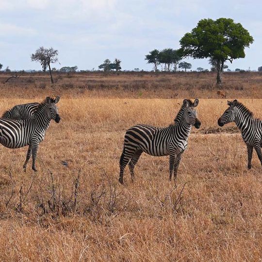 10509498 - zebras in mikumi national park in tanzania