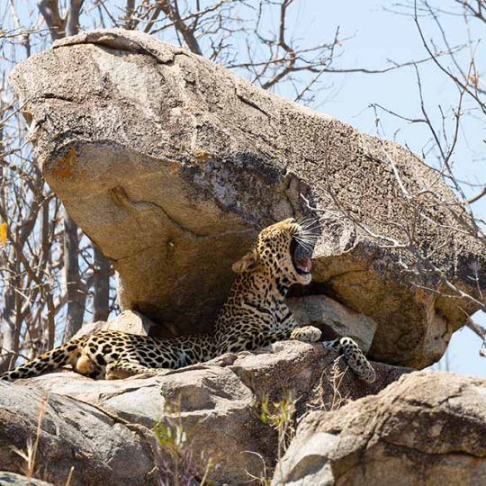 ruaha 1 (2)