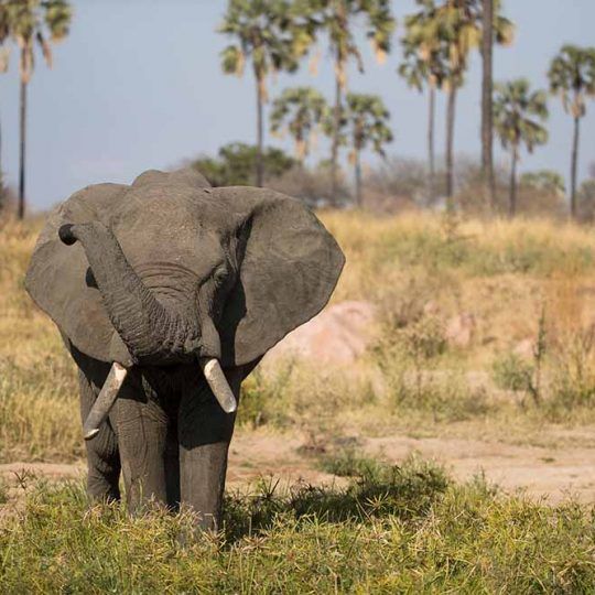 ruaha 2 (2)