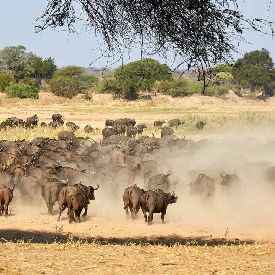 ruaha (2)