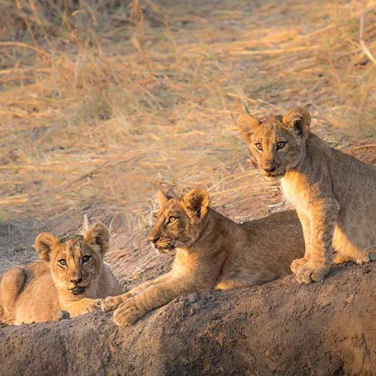 ruaha 3 (2)