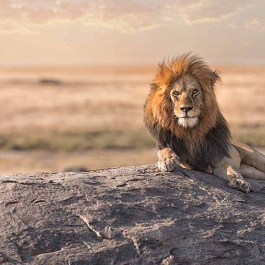 serengeti 1