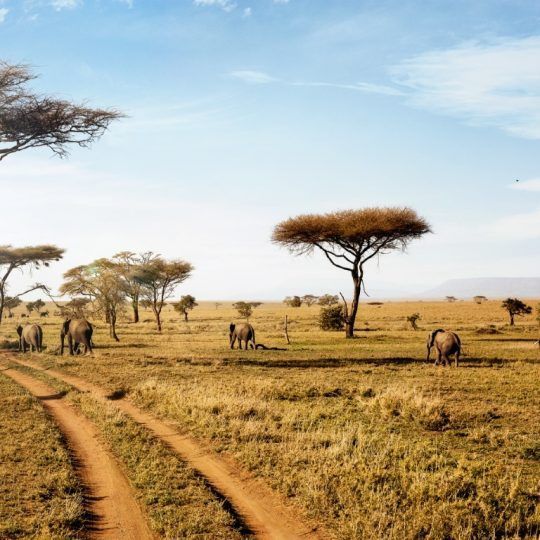 serengeti (1)
