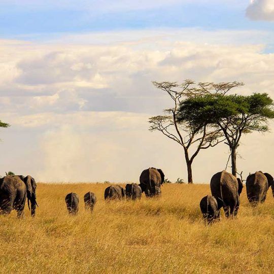 serengeti 1a