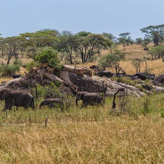 serengeti (2)