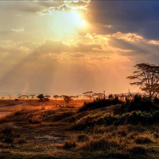 serengeti 2a