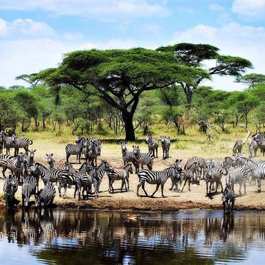 serengeti (4)