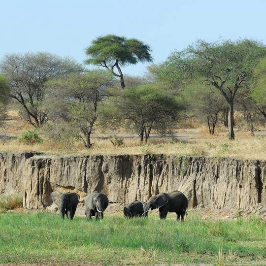 tarangire 1a