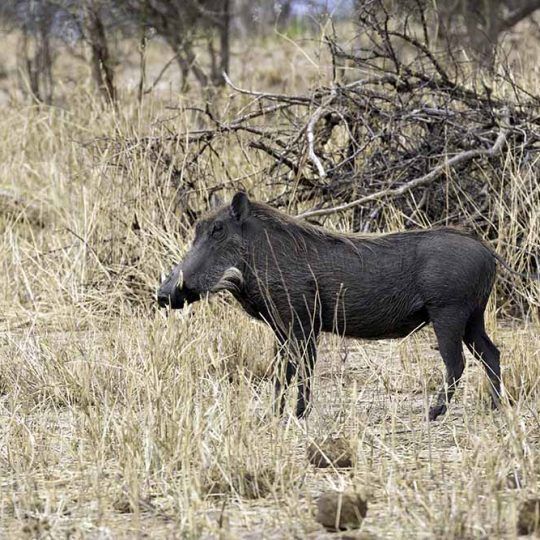 tarangire 3 (2)