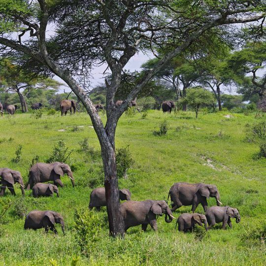 tarangire (3)