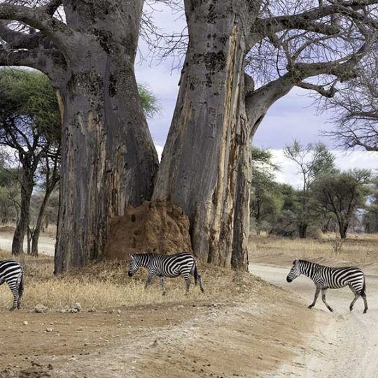 tarangire 3a