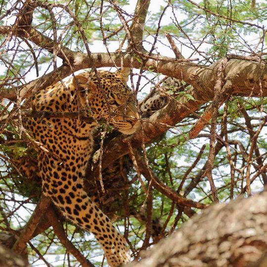 tarangire 4 (2)
